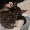 Foto de perfil de Perfil dedicado a gatinhos e peitinhos